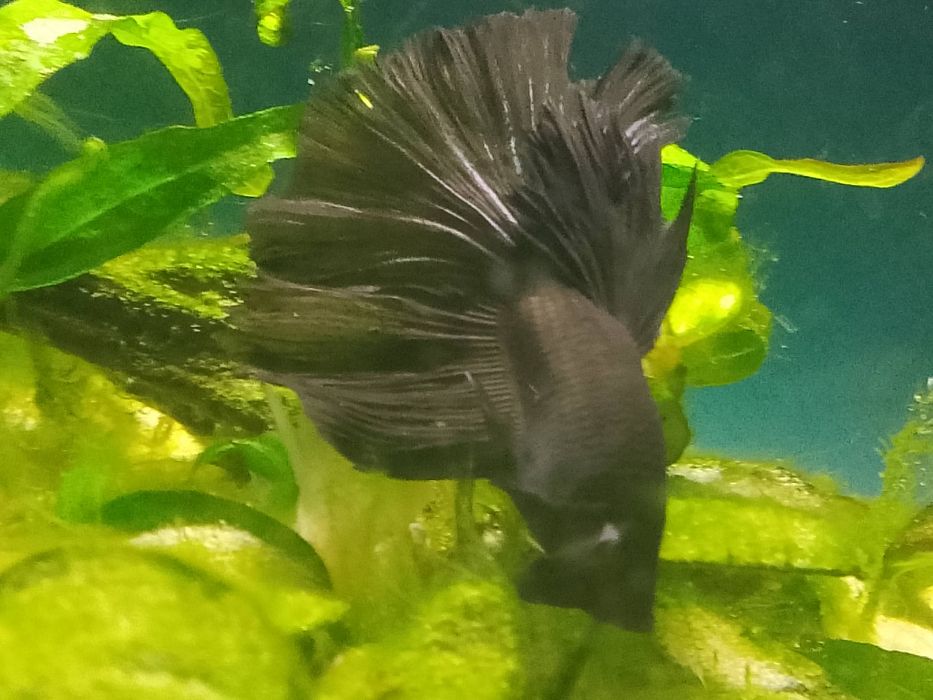 Ryba Bojownik samiec