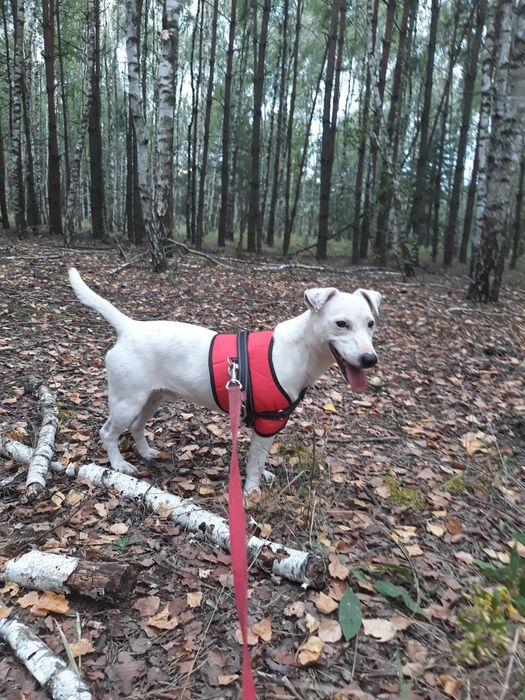 Sprzedam dorosłego psa rasy Jack Russell Terrier!