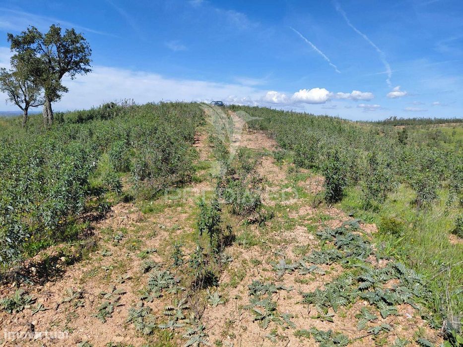 Terreno Rústico ,Sabóia,Odemira.