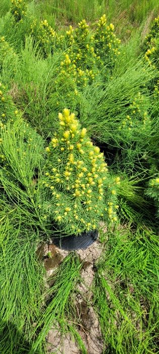 Świerk Biały Conica 30-140 cm poznan wolsztyn konika swierki