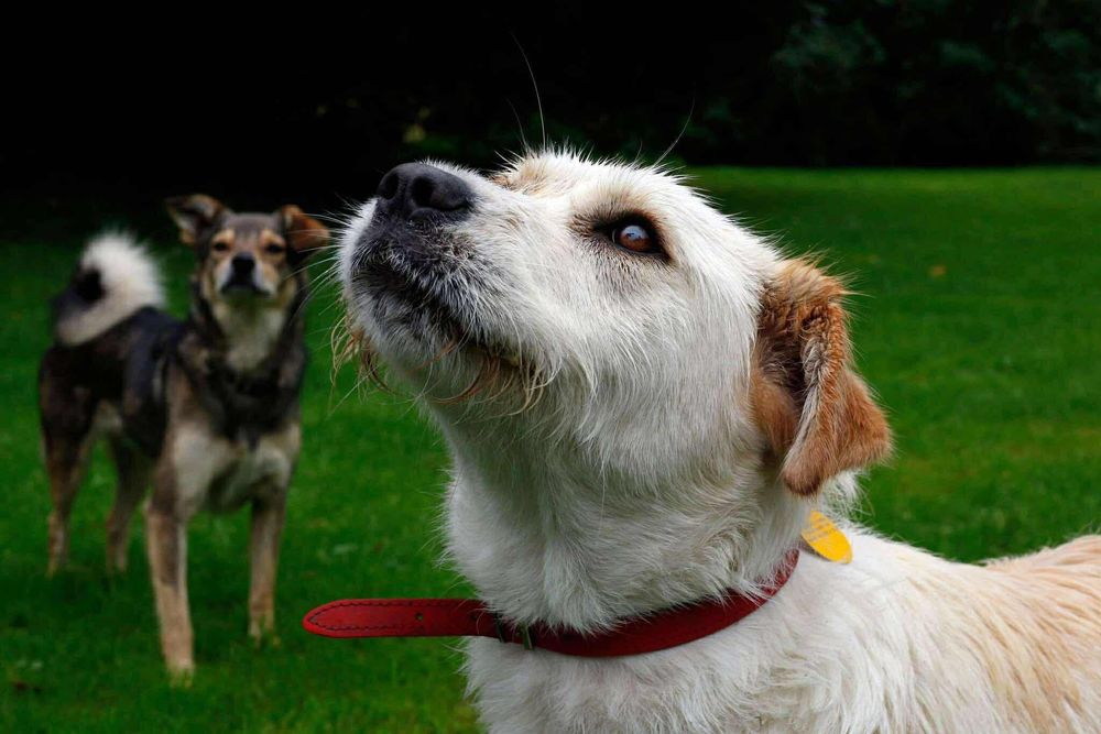 Poznaj naszego podopiecznego Bobiego.