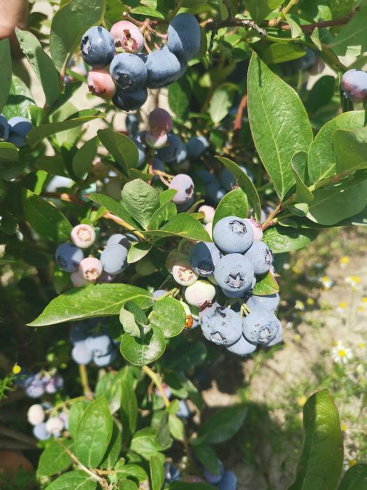 Borówka amerykańska ZEUS PBR donica 3litry