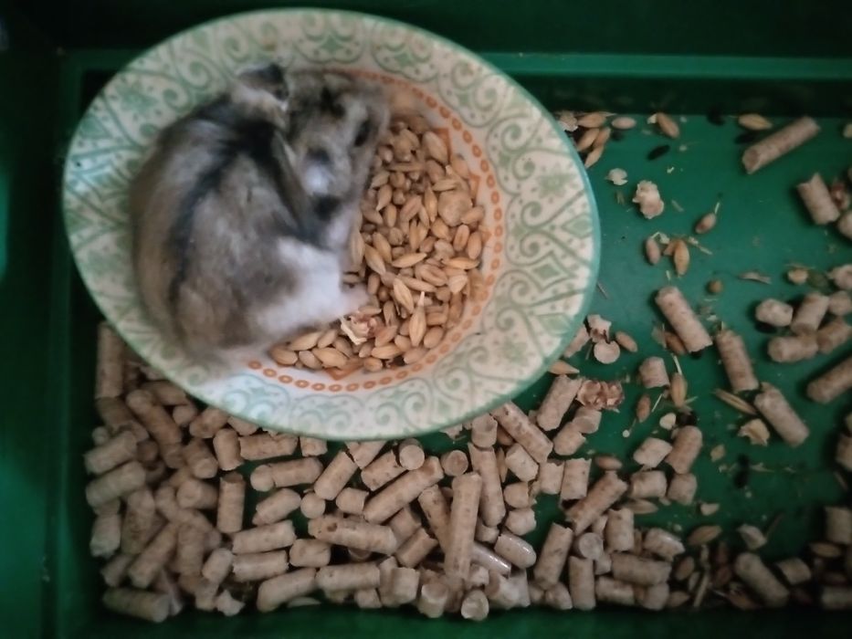 Хомячки Кременчуг