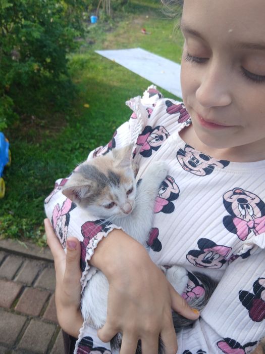 Віддам в добрі руки кошенят