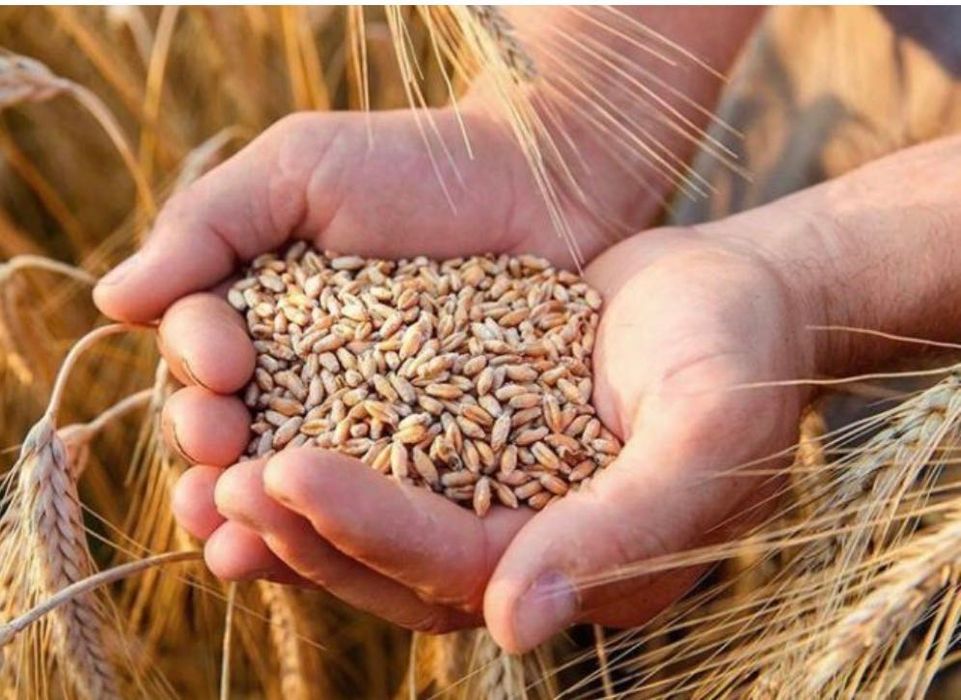 Продам пшеницю, кукурудзу