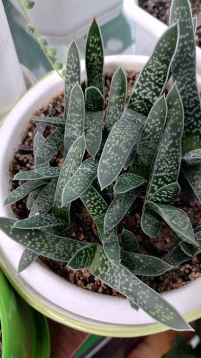 Гастееії,гастроалоє, сансевєрія