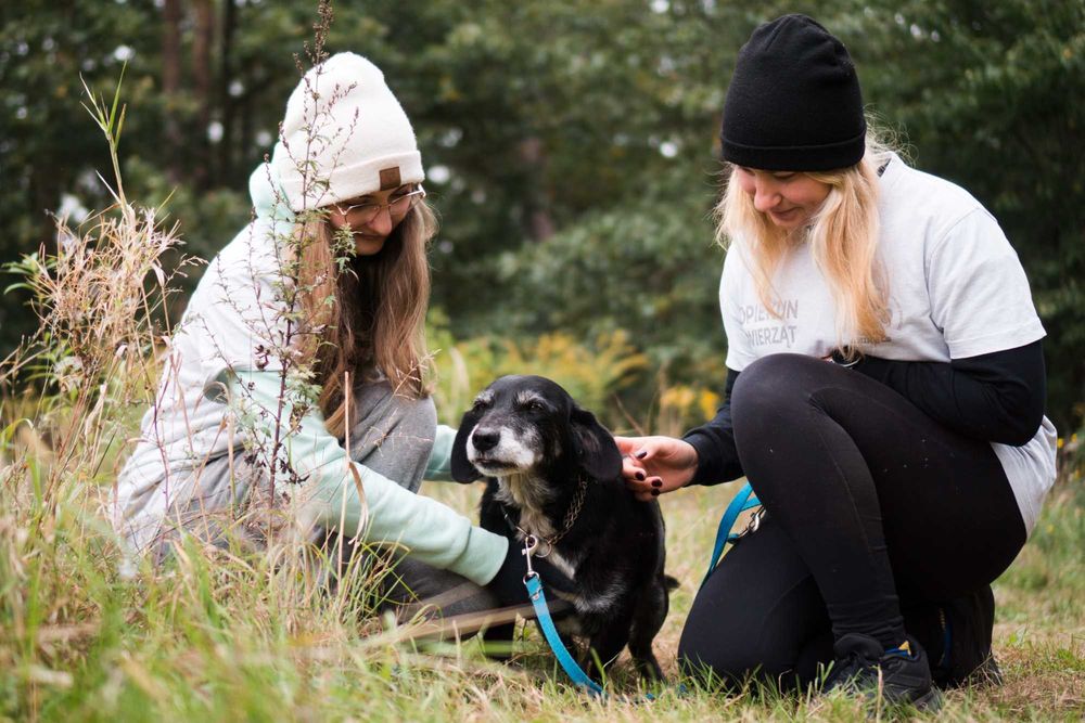 12 letni Rożek do adopcji!
