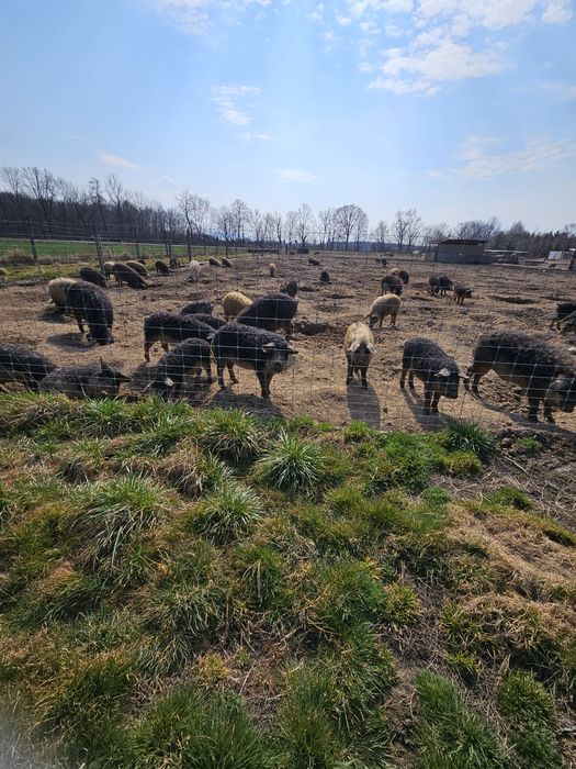 Słonina surowa z Mangalicy Mangalica wieprzowina