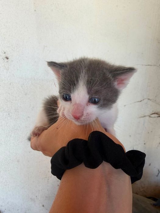 Gatinho cinza e branco
