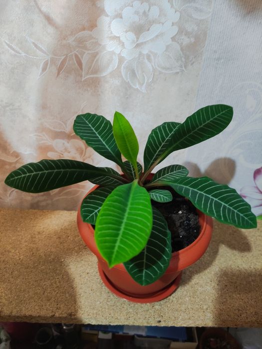 Эуфорбия, Молочай беложилковый