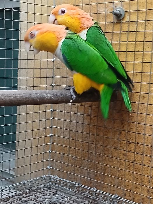 Duas fêmeas de  pionites leucogaster xantomeria