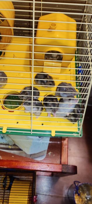 Хом'ячки грузуни джунгарики