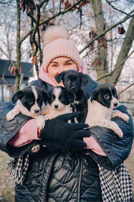 Щенки, цуцики, собака