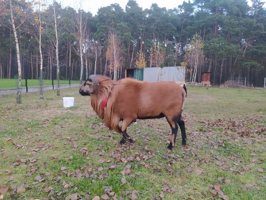 Baran kameruński, tryk do dalszej hodowli