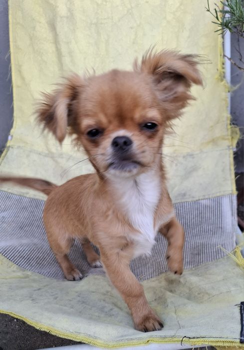 Chihuahua dziewczynka