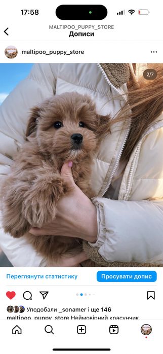 Улюблені собачки мальтіпу