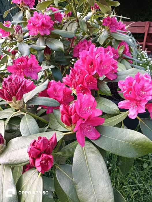 Rhododendron - czerwony, piękna duża sadzonka
