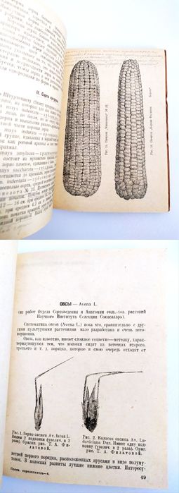 1930 г. ПШЕНИЦА Рожь Кукуруза Полевой определитель сортов аграрных