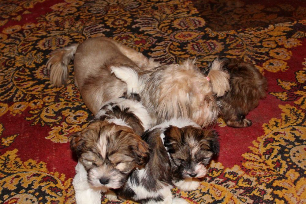 Śliczny Szczeniak z rodowodem