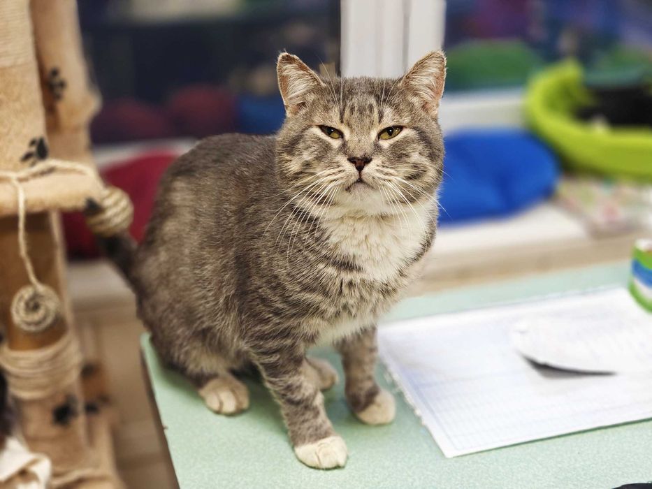 Котик, кіт, ніжний красень Шайн (2 роки) – дуже хоче додому!!!