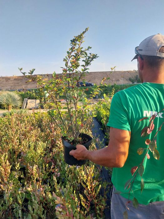 Irga kolumnowa -20% dostawa gratis