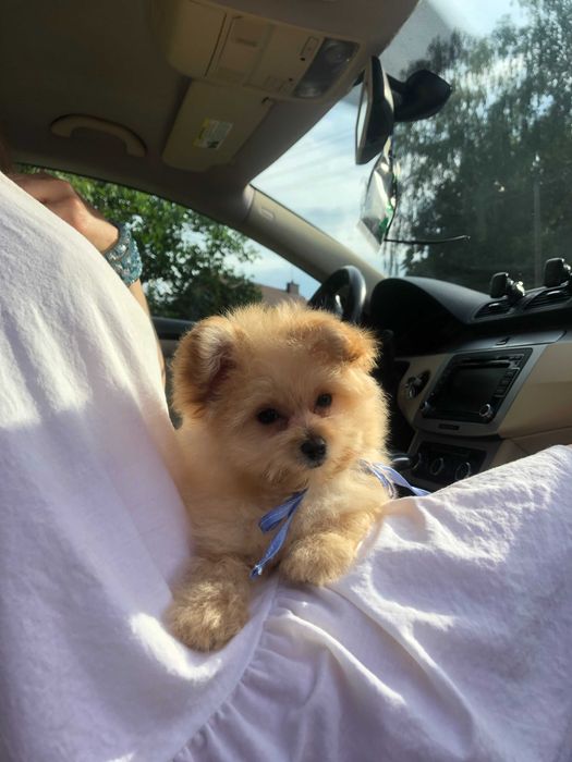 Помапу  краса з характером