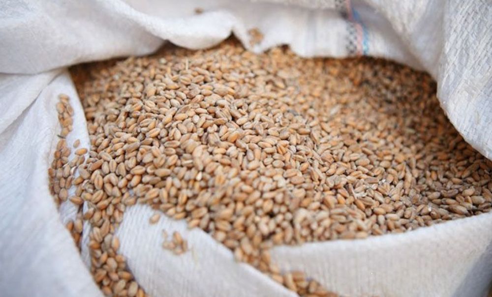 Продам пшеницю..