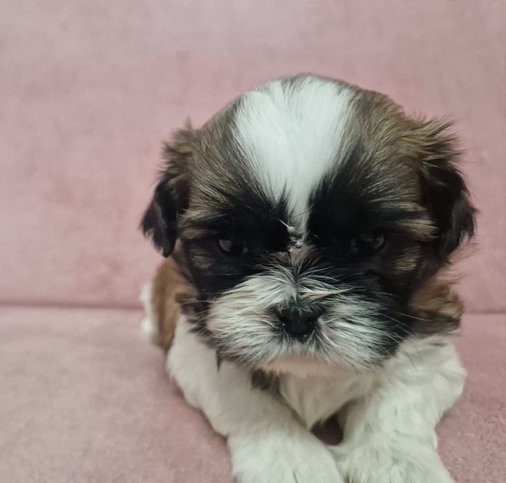Rezerwacja sunia Shih-Tzu