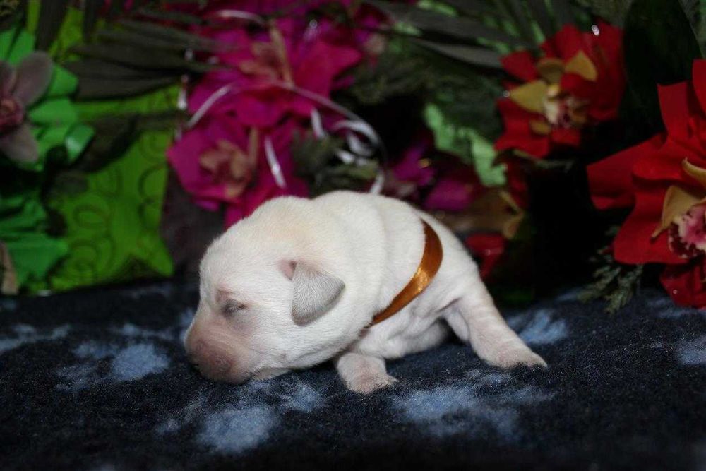 Лабрадор ретривер КСУ-FCI