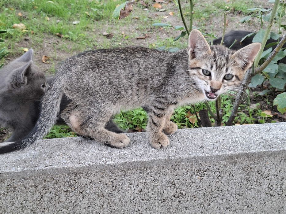 gatinho meiguinho