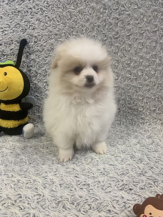 Хлопчий вільний Шпіц