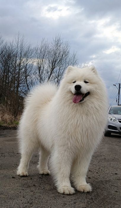Samoyed FCI / Zkwp  ostatnia suczka