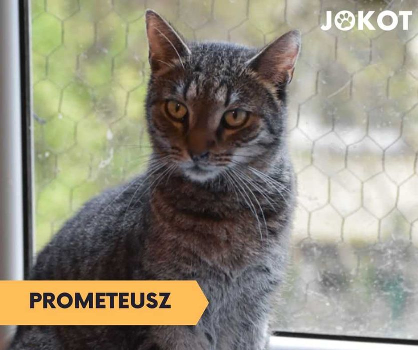 Prometeusz szuka domu! Boi się obcych...czy dlatego nikt go nie chce?