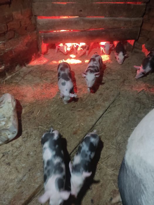 Продам малих поросят