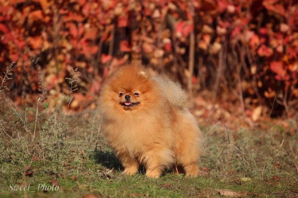 Вязка. Померанский шпиц baby face