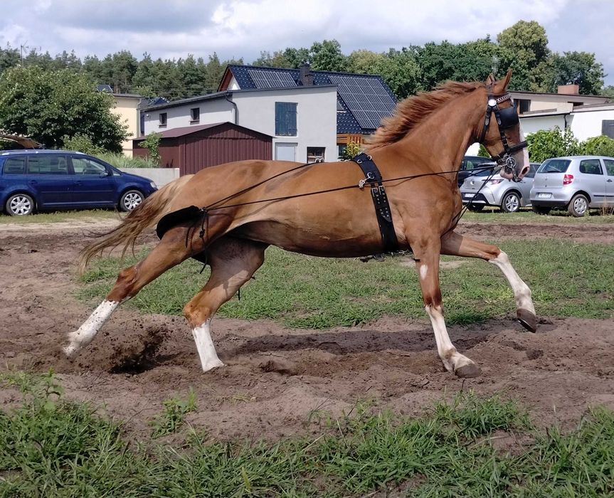 Wysoka klacz do sportu