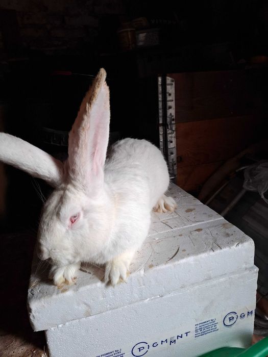 Króliki w typie belgijskim