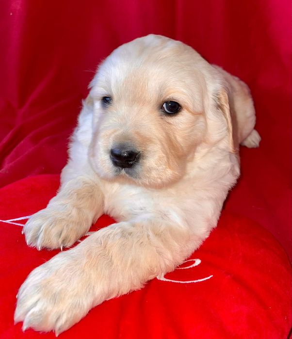 Golden Retriever com LOP criado em ambiente familiar