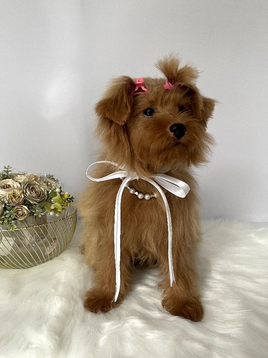 Помапу — Не зволікайте  таких залишилось лише 3!