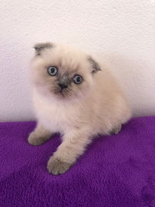 Fêmea Scottish Fold Blue Point