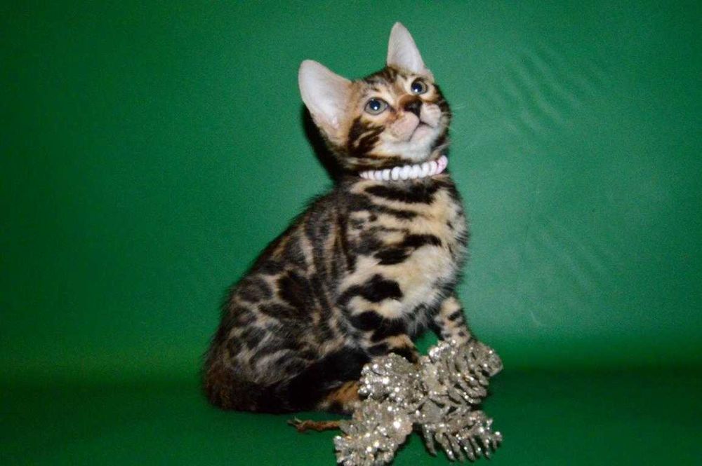 Красавчик мальчик. 2,5 мес. Питомник