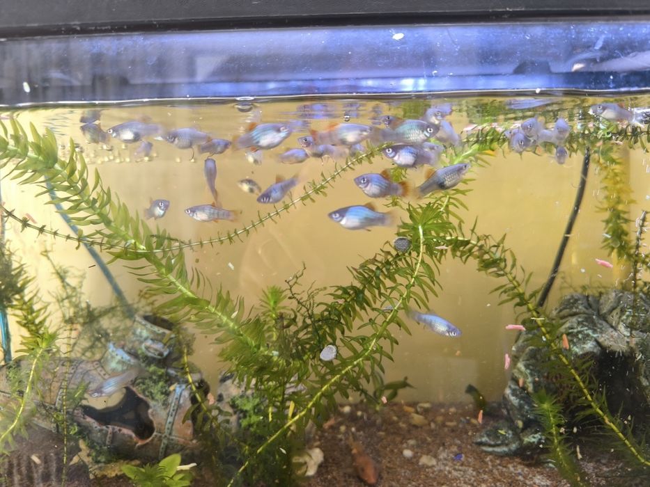 Peixes.  platys.