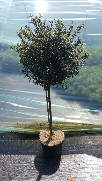 Ostrokrzew Bonsai Niwaki