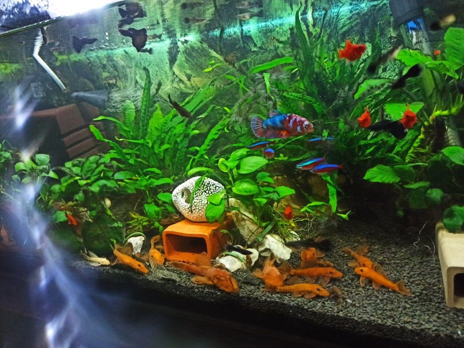 Ancistrus Red zbrojnik czerwony