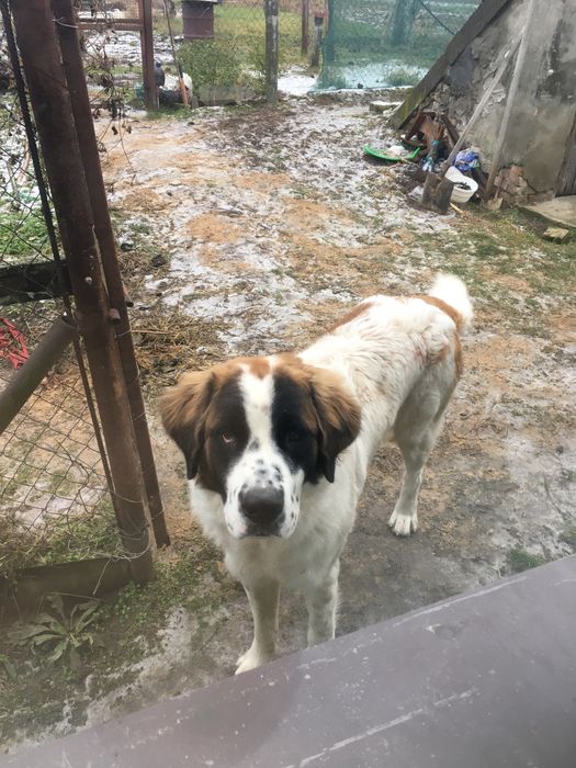 Московська охоронна,Кобель.!Московская сторожевая.