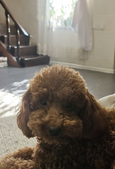 Вязка мальтіпу, той пудель