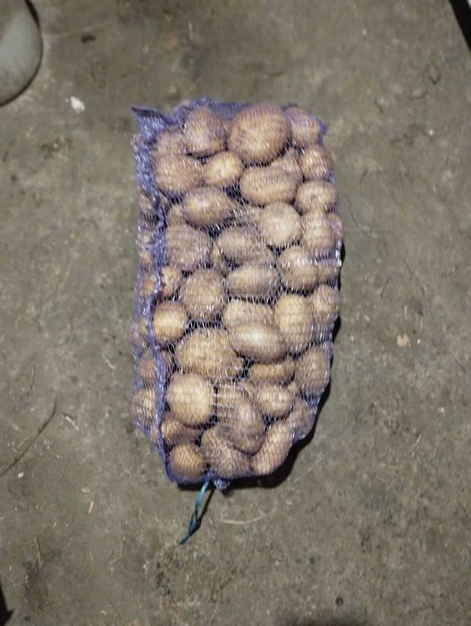 Продам домашню насінну картоплю