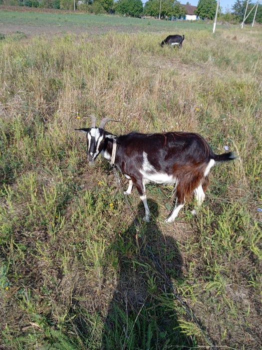 Продам молочну козу