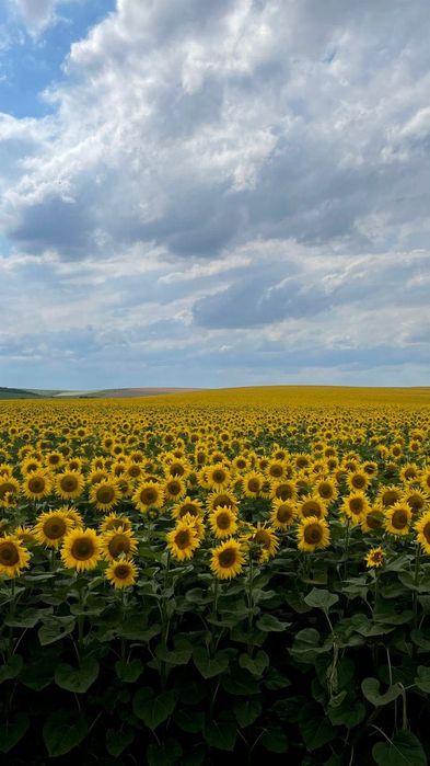 Пай у Вінницькій області