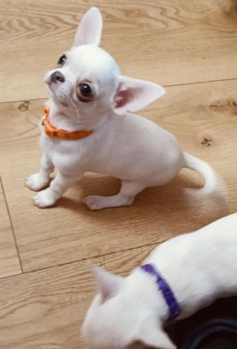 TEDDY śliczny chłopczyk z FCI